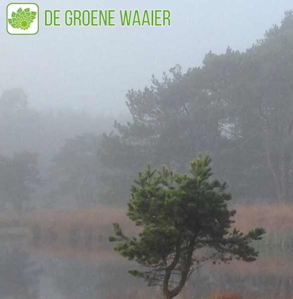 Groene Waaier-2